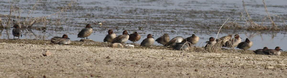 Green-winged Teal - ML130802731