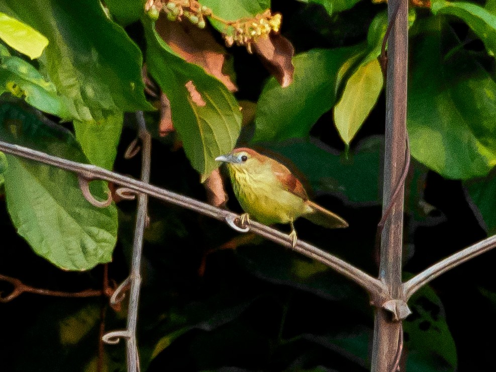 Pin-striped Tit-Babbler - ML130803681