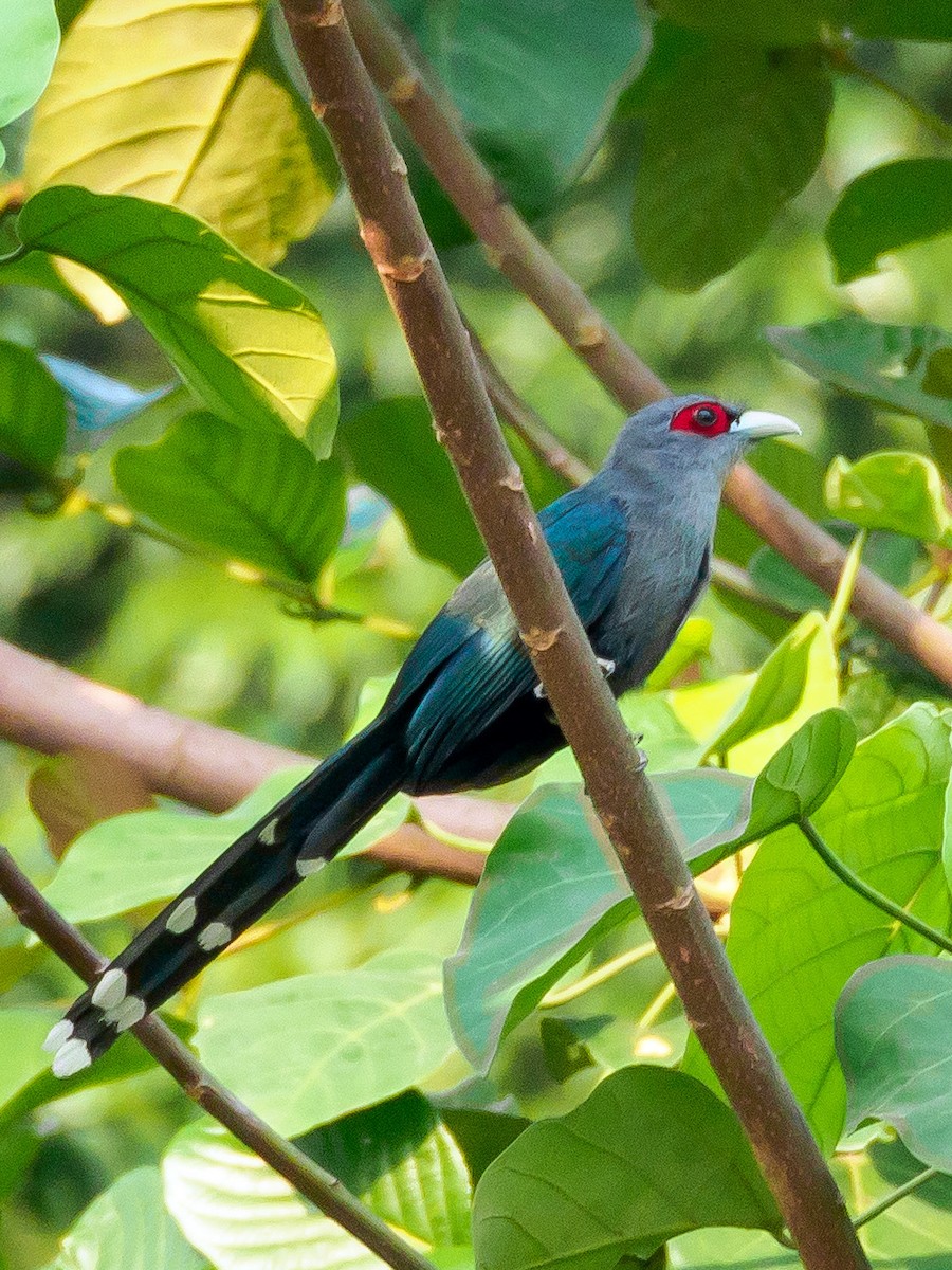 Black-bellied Malkoha - Karyne Wee