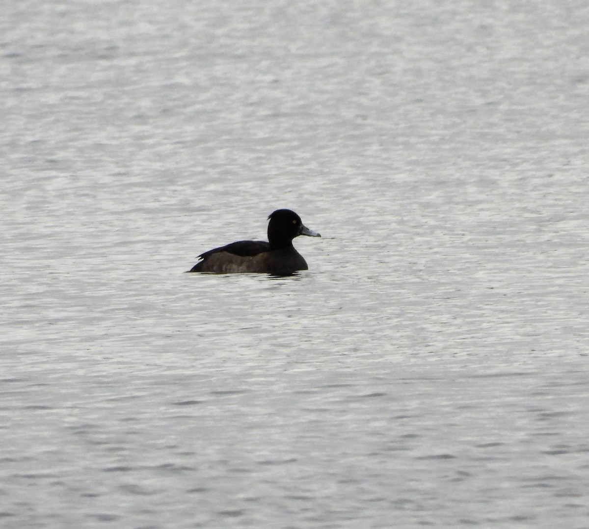 Tufted Duck - Michael W. Sack
