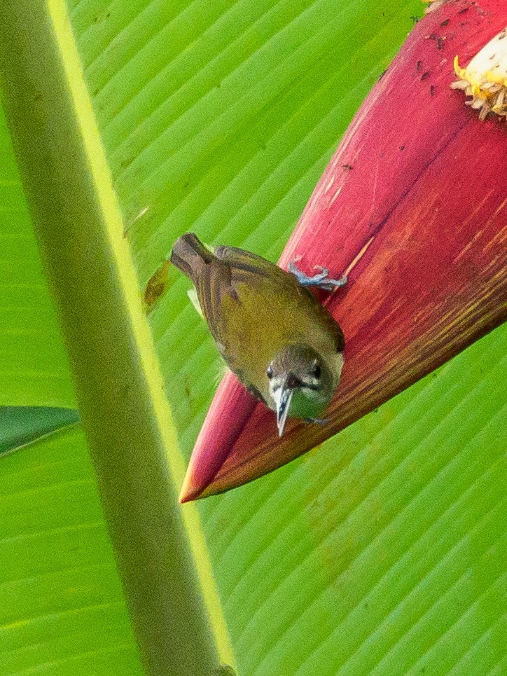 Little Spiderhunter - ML130804461