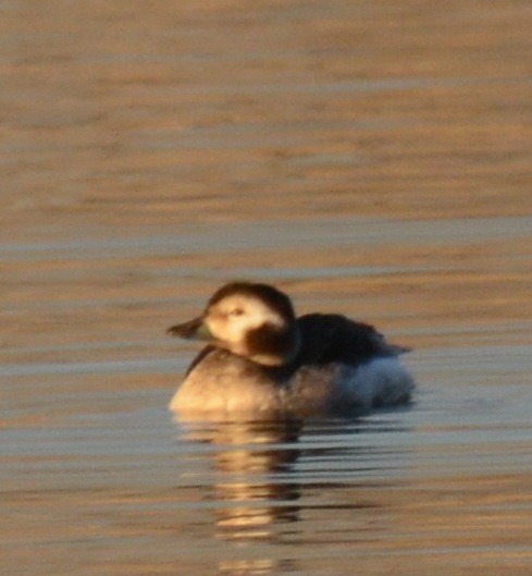 Long-tailed Duck - ML130804751