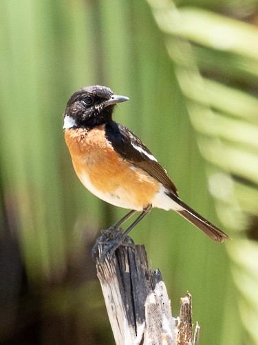 African Stonechat - ML130805731