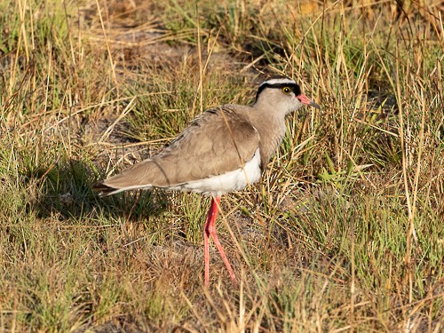 Crowned Lapwing - ML130805881