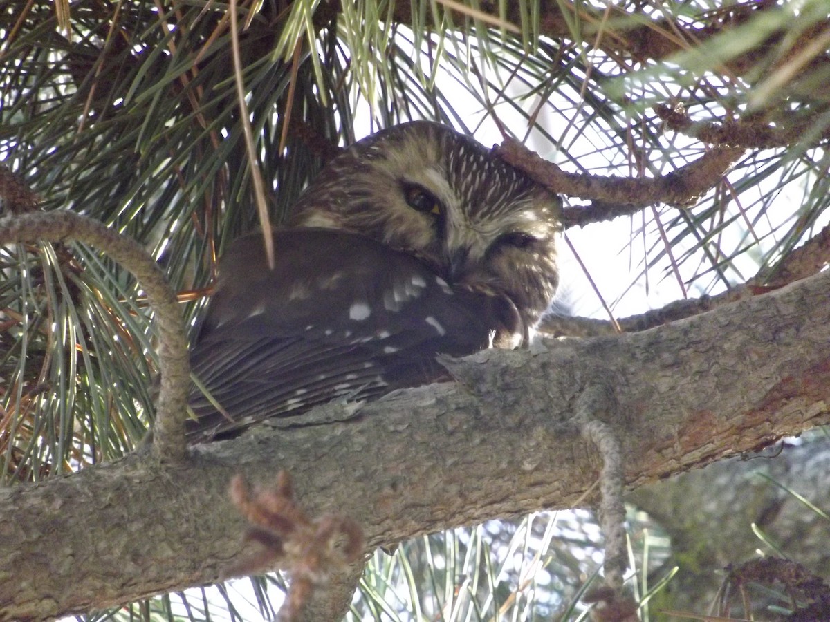 Northern Saw-whet Owl - ML130807011