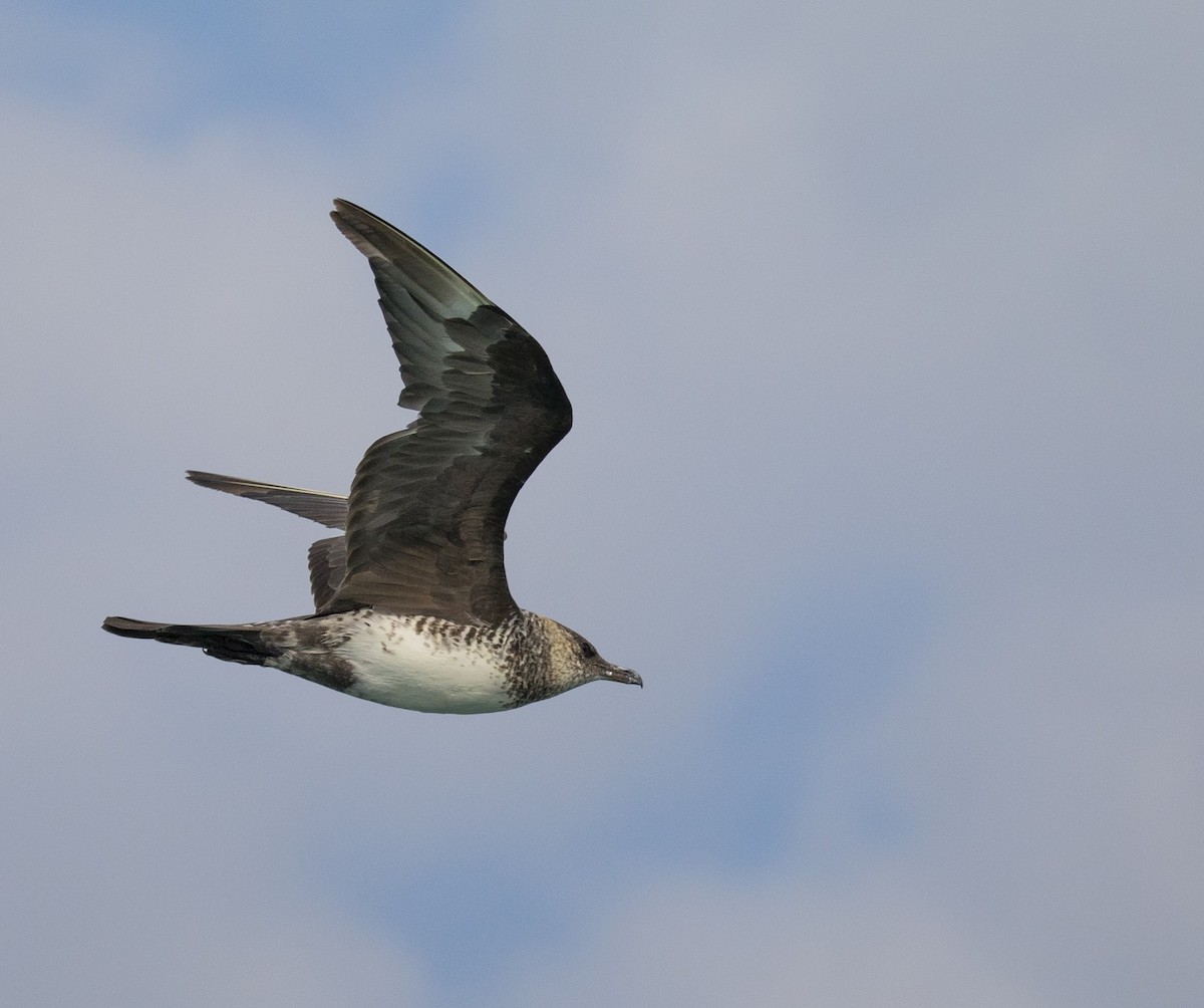 Pomarine Jaeger - ML130807761