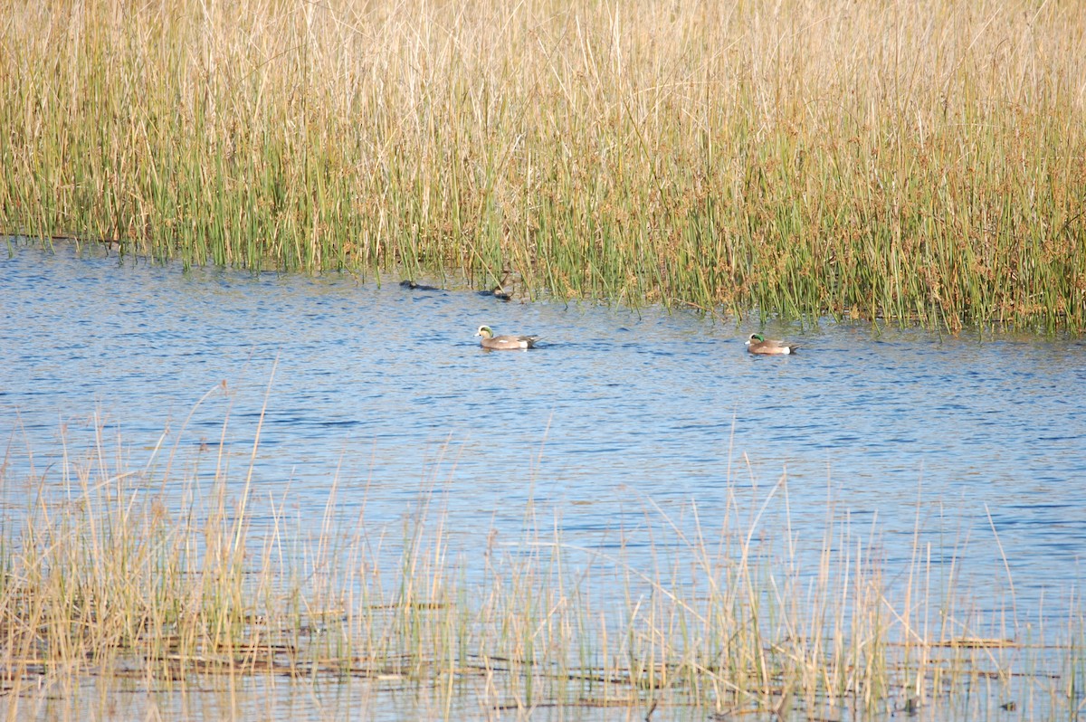 Canard d'Amérique - ML130809241