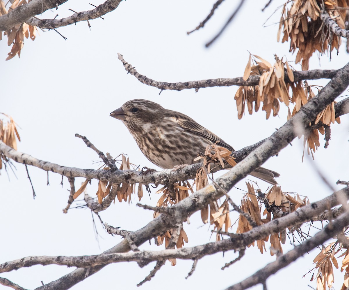 Purple Finch (Eastern) - ML130809761