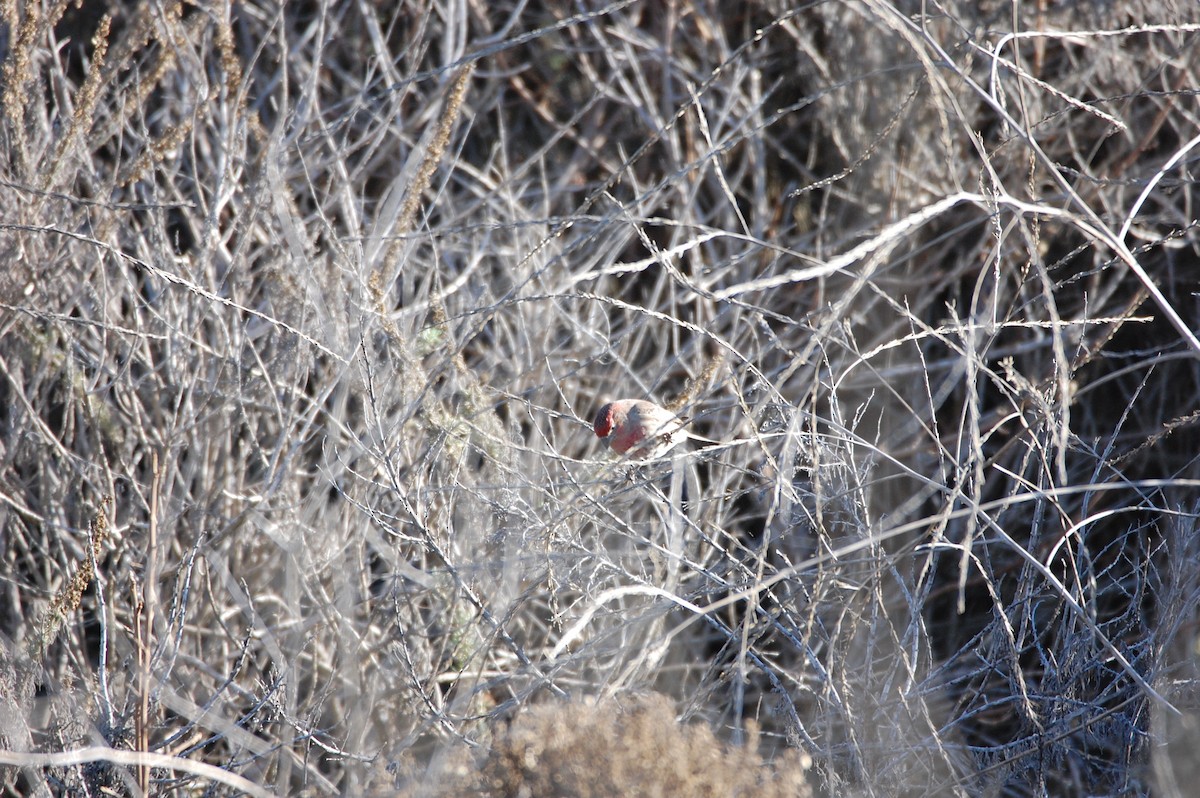 husrosenfink - ML130811001