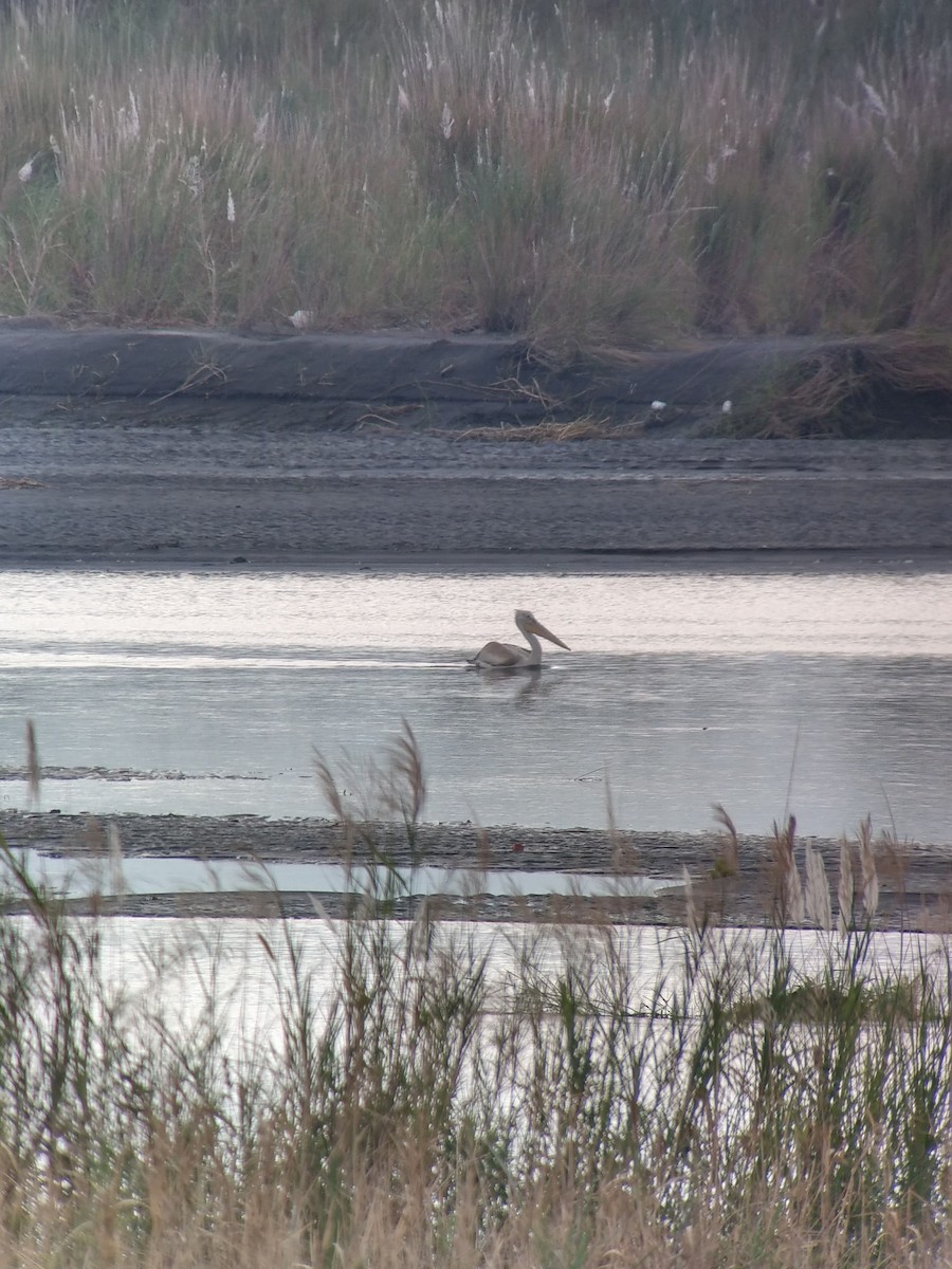 Dalmatian Pelican - Ya-Chi Yang