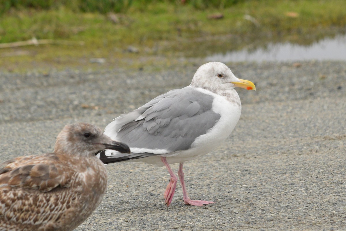 Herring Gull - ML130813681