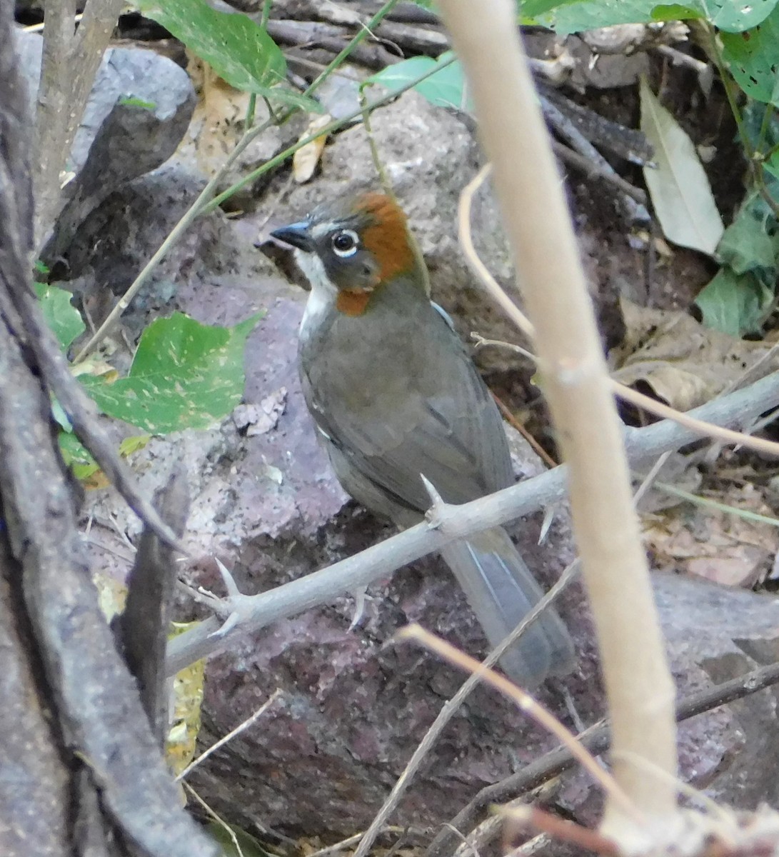 Rusty-crowned Ground-Sparrow - Eric Hough