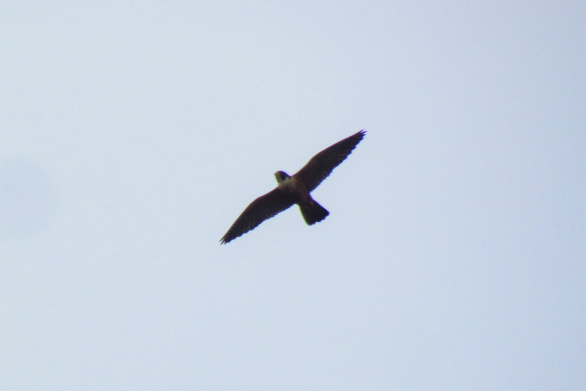 Peregrine Falcon (Shaheen) - ML130814641