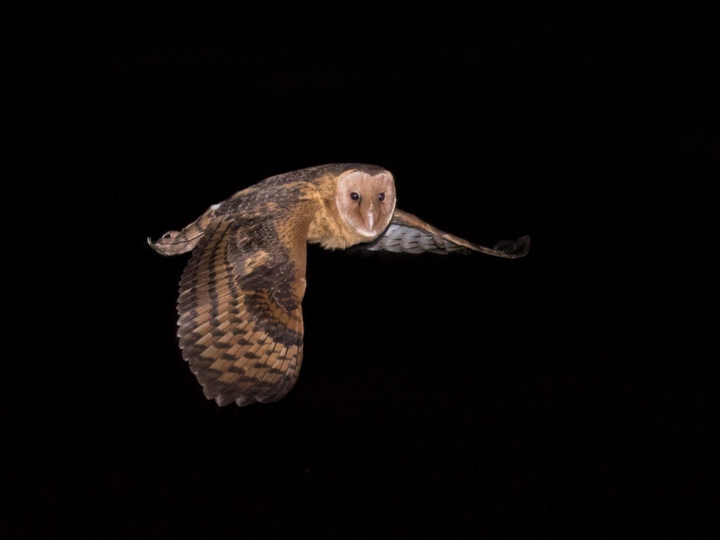 Australasian Grass-Owl - Richard Jackson