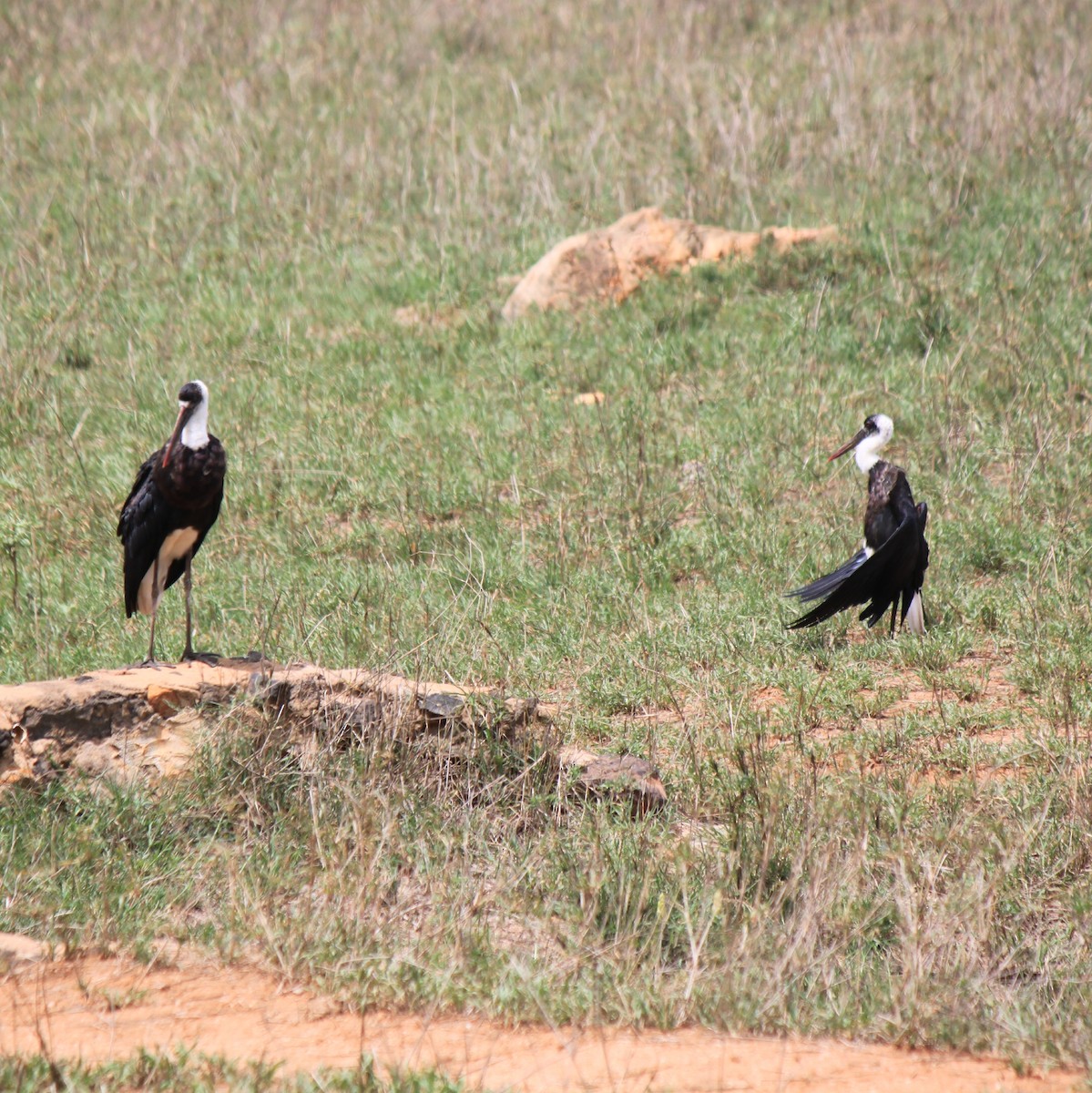 African Woolly-necked Stork - ML130817821