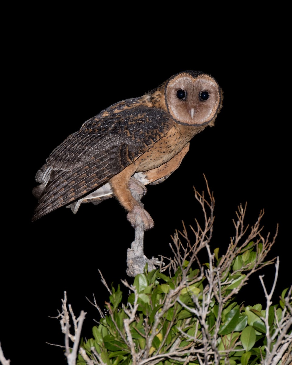 Australian Masked-Owl - Richard Jackson