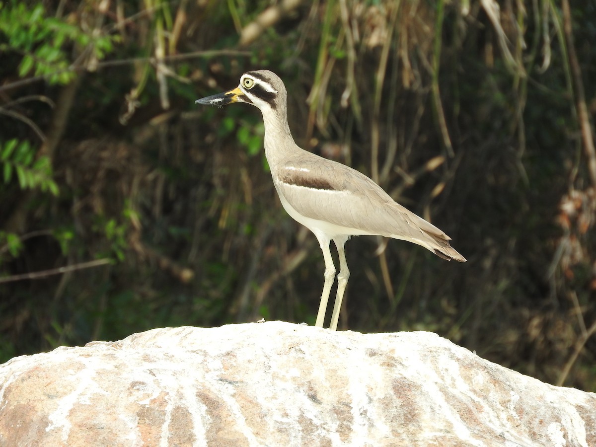 Great Thick-knee - ML130819921