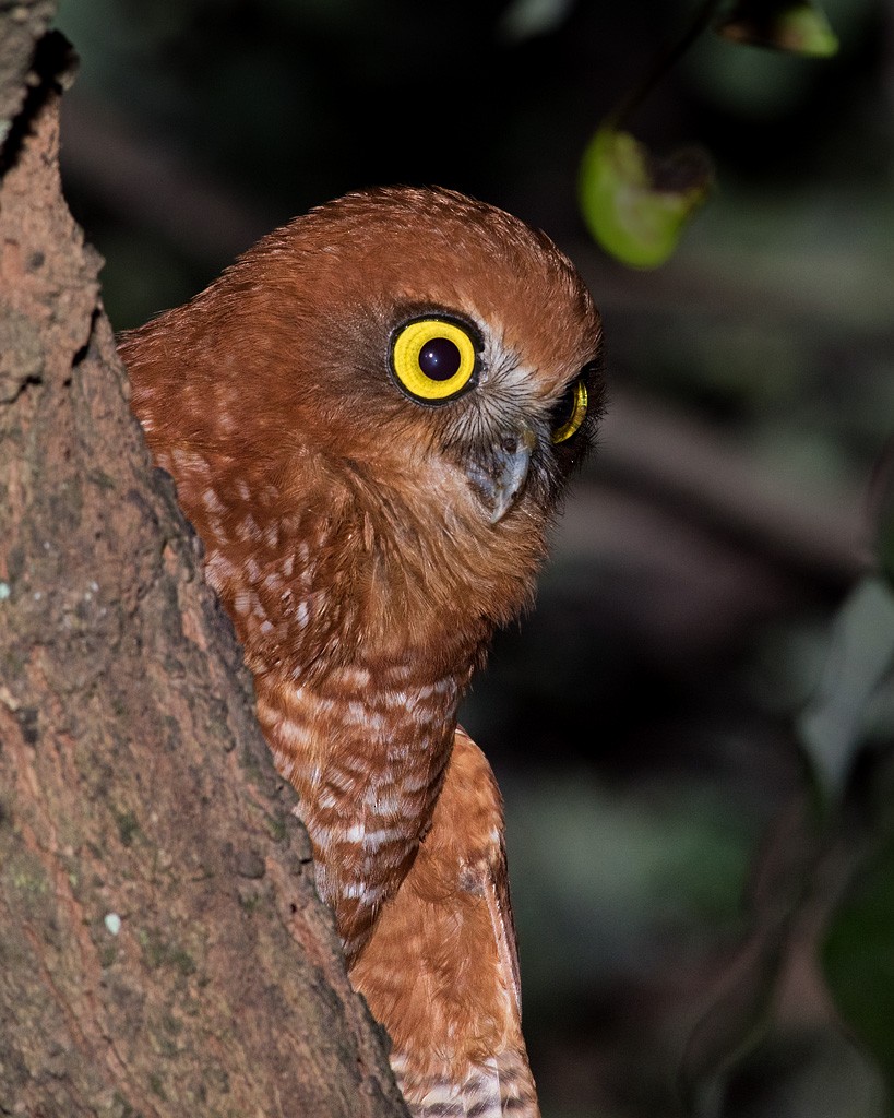 Christmas Island Boobook - Richard Jackson