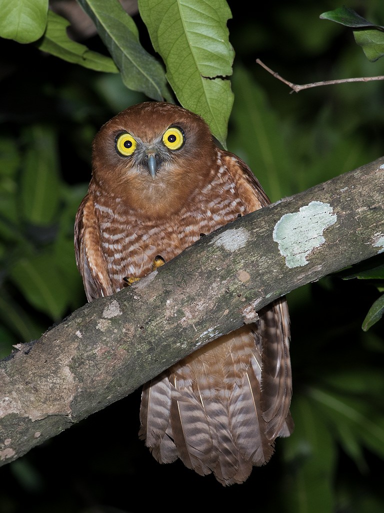 Christmas Island Boobook - Richard Jackson