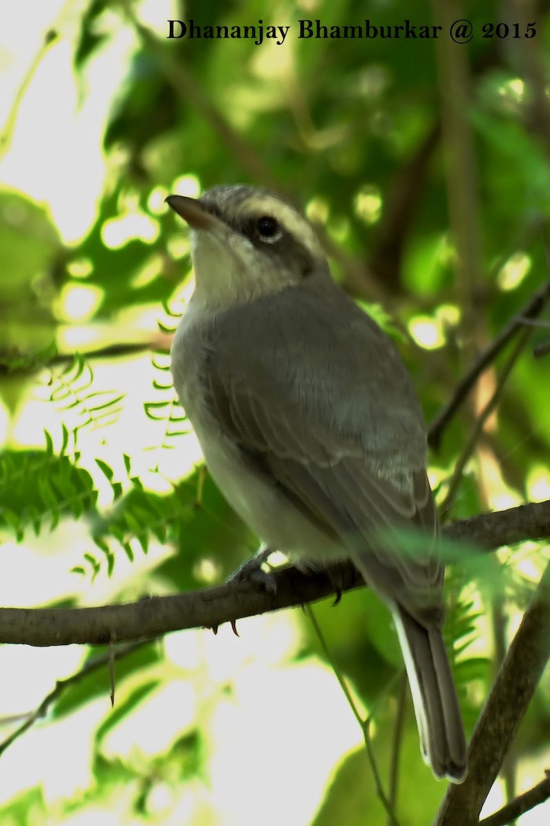 Common Woodshrike - ML130820791