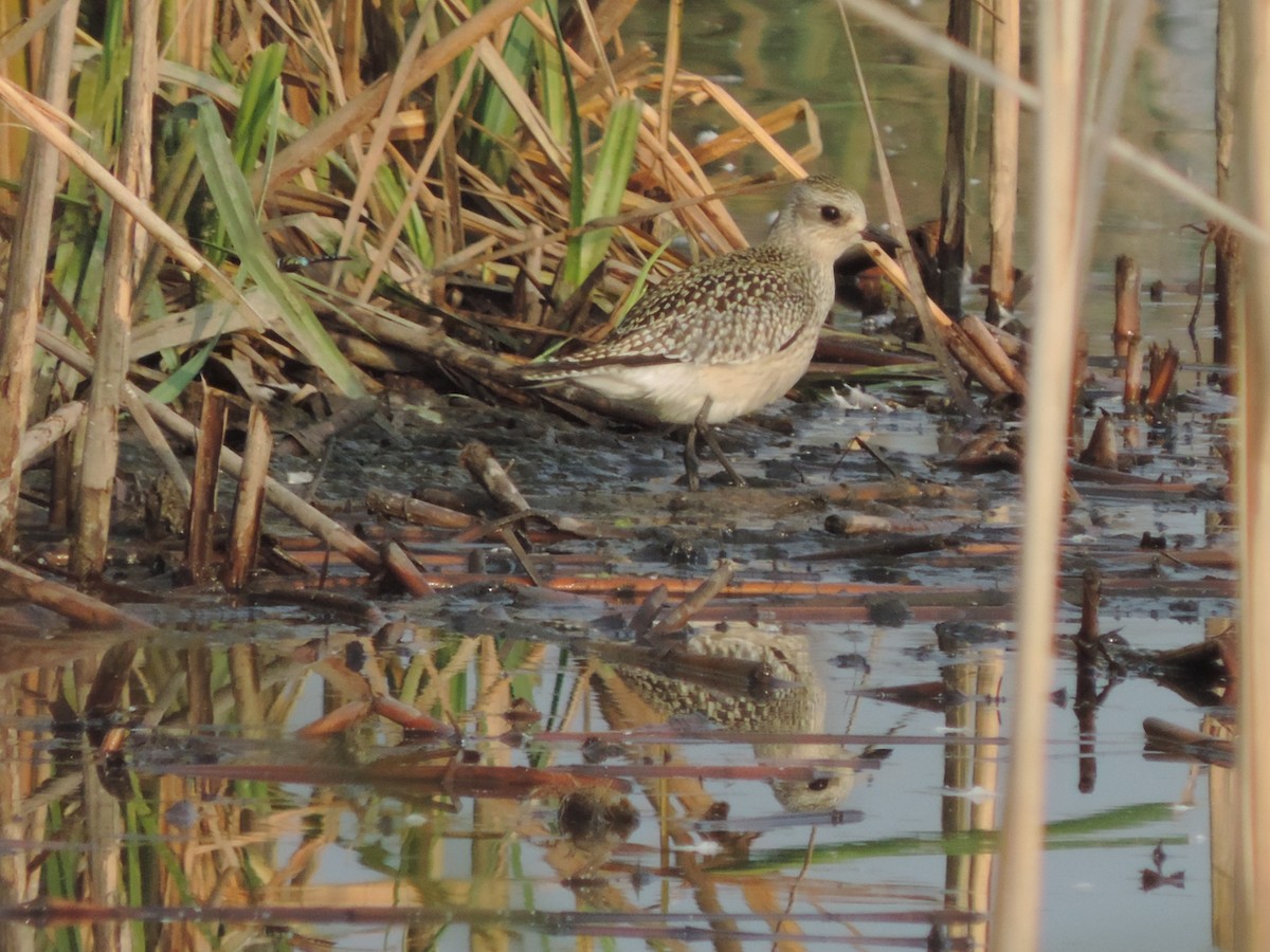 Black-bellied Plover - ML130821521