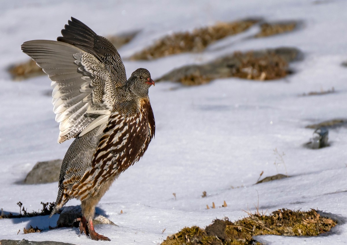 Snow Partridge - ML130823201