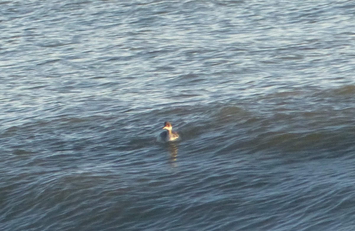 Eared Grebe - ML130827281