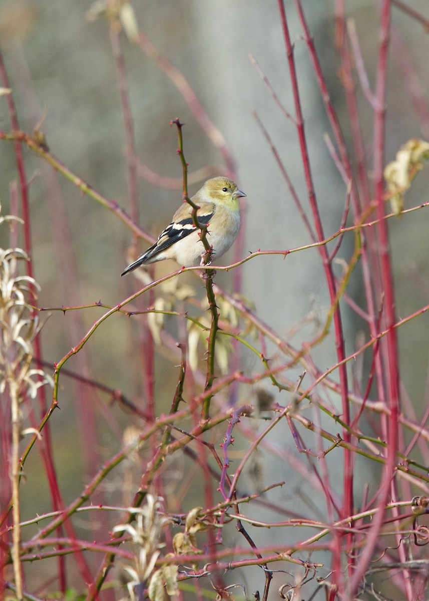 Chardonneret jaune - ML130828731