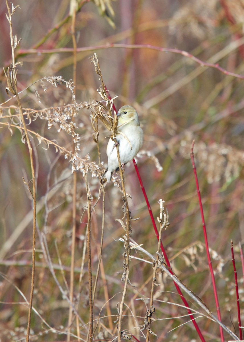 American Goldfinch - ML130828741