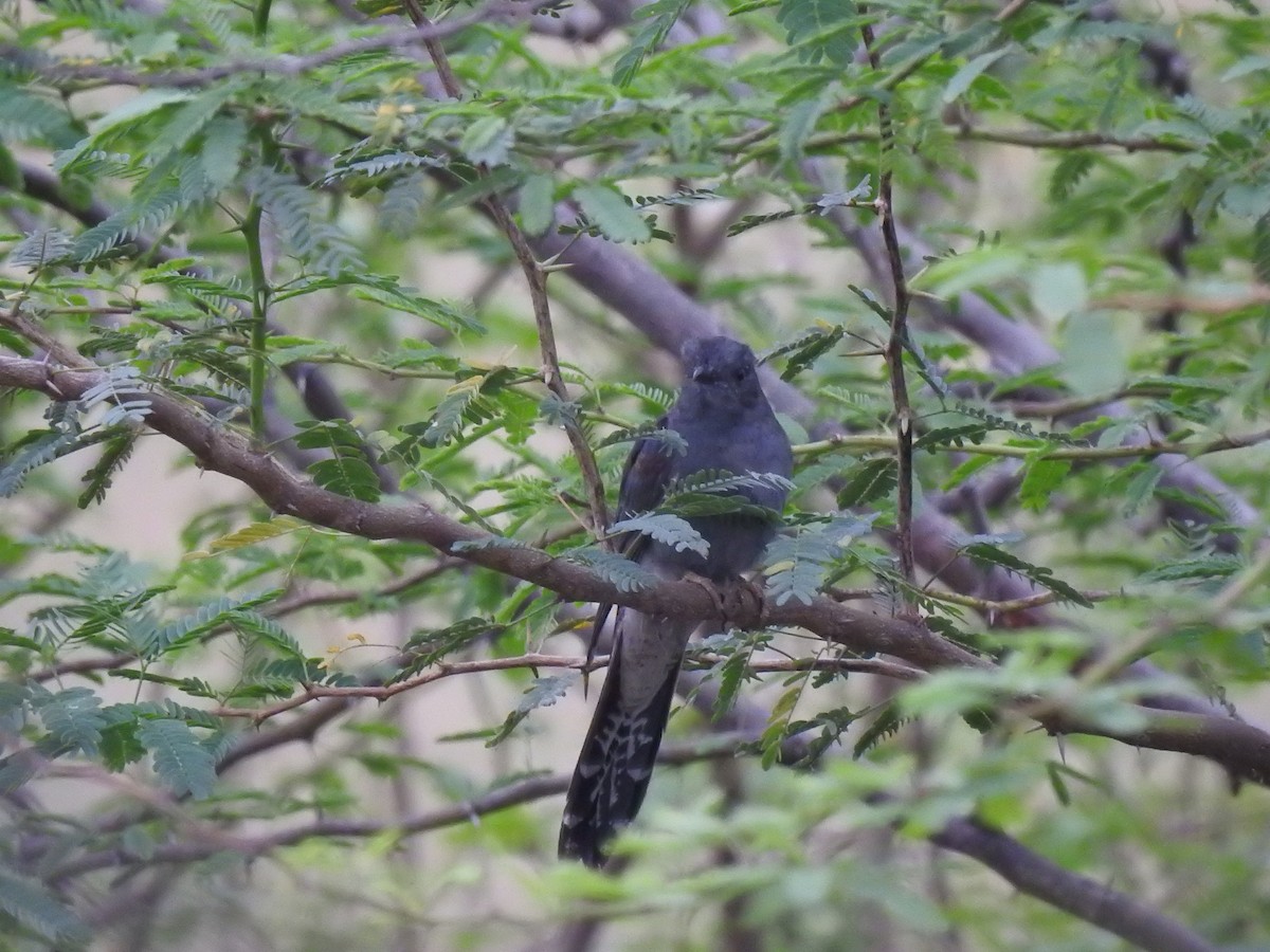 Gray-bellied Cuckoo - ML130830311