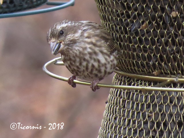 Purple Finch (Eastern) - ML130830921