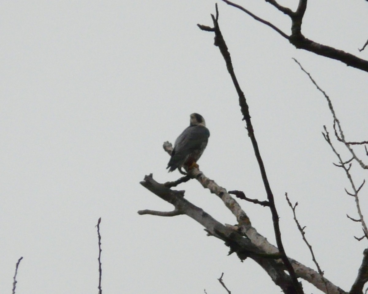 Peregrine Falcon - ML130831151