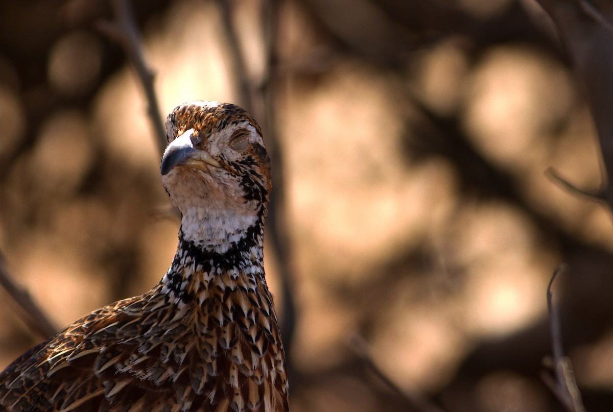 Orange River Francolin - ML130835251