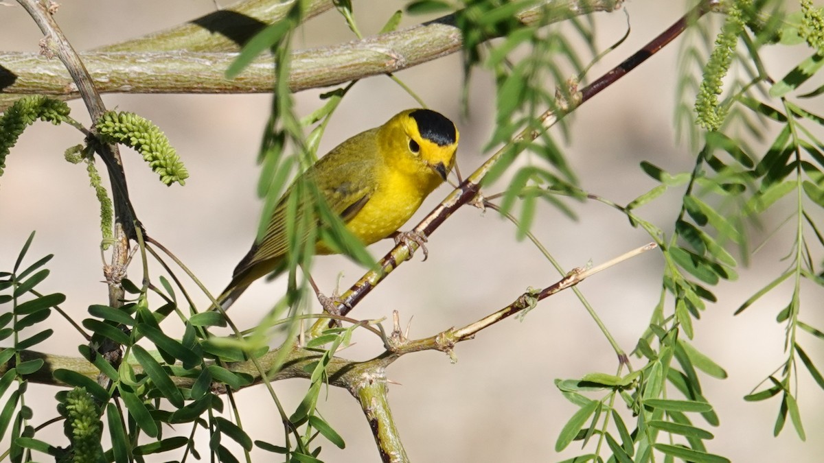 Wilson's Warbler - ML130835581