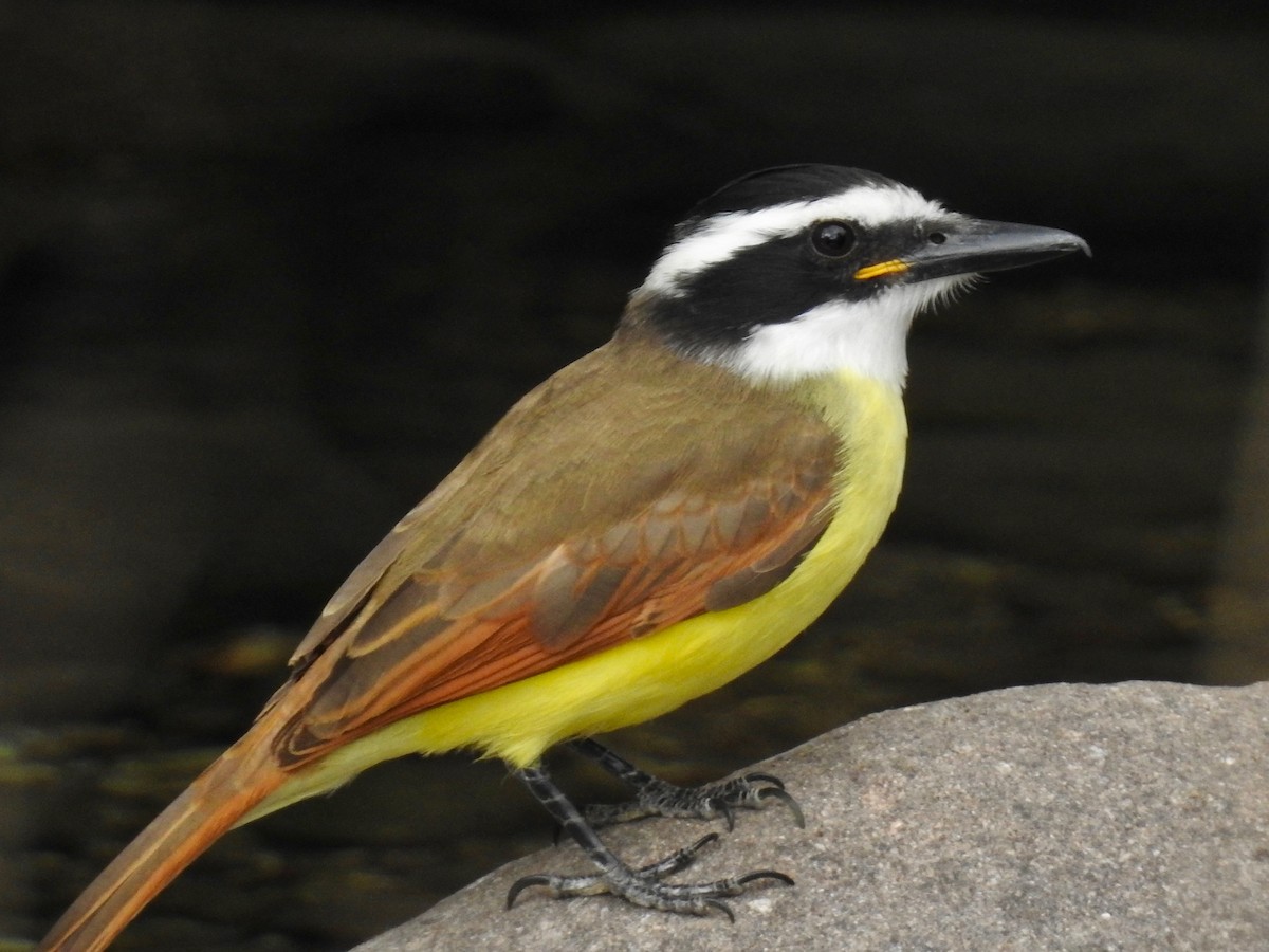 Great Kiskadee - ML130835951