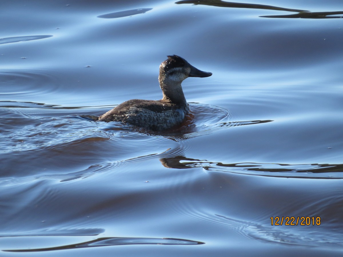 Ruddy Duck - Michael Robertson