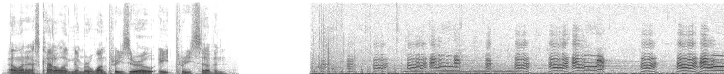 hoholka lední - ML130837