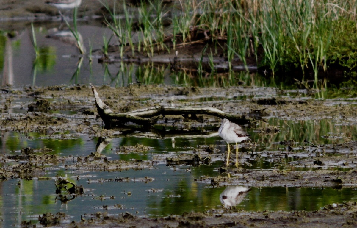 Greater Yellowlegs - ML130837011