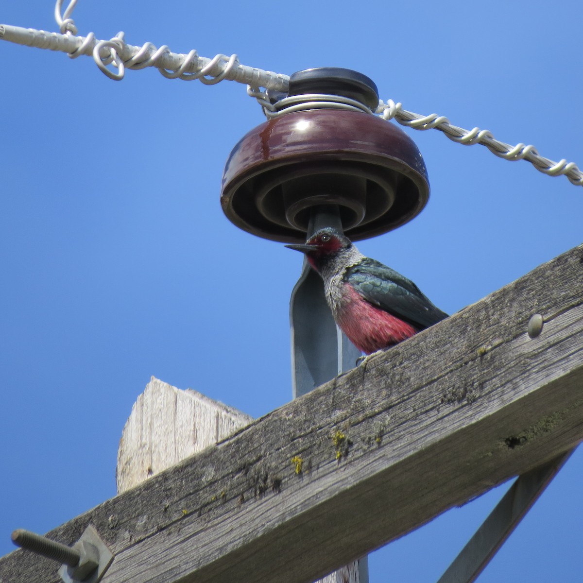 Lewis's Woodpecker - James Bradley