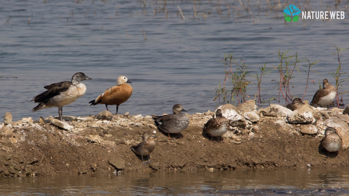 Knob-billed Duck - ML130838671