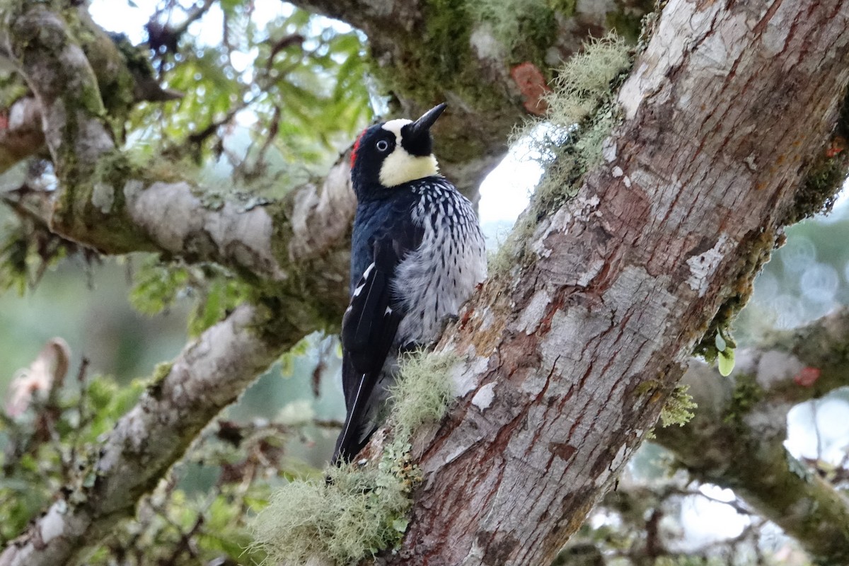 Acorn Woodpecker - ML130839591