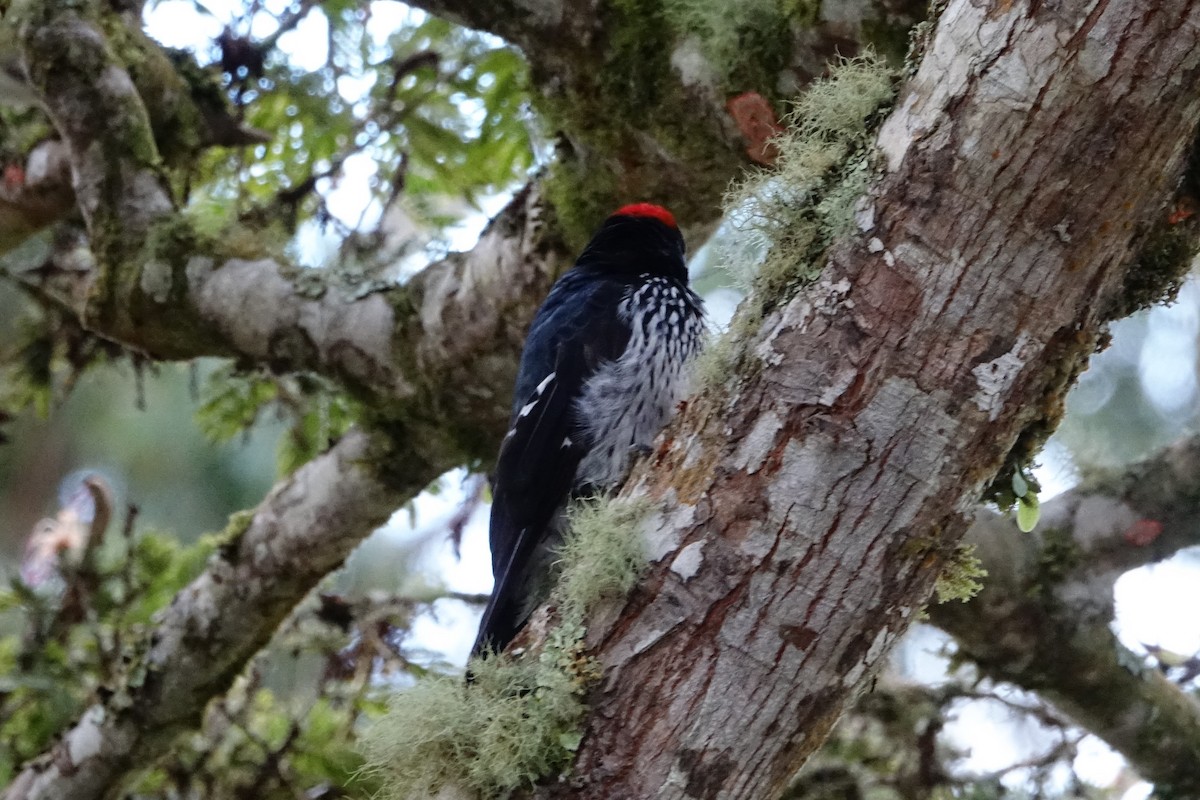 Acorn Woodpecker - ML130839731