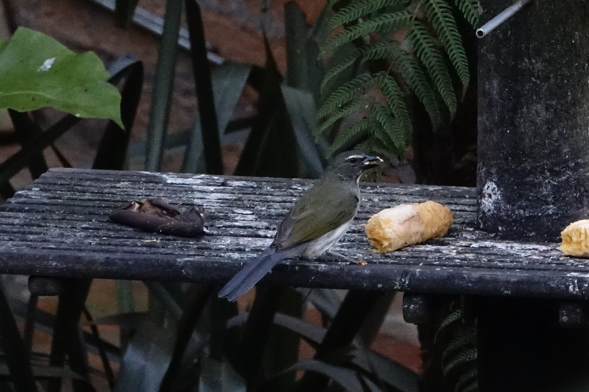 Streaked Saltator - ML130840081