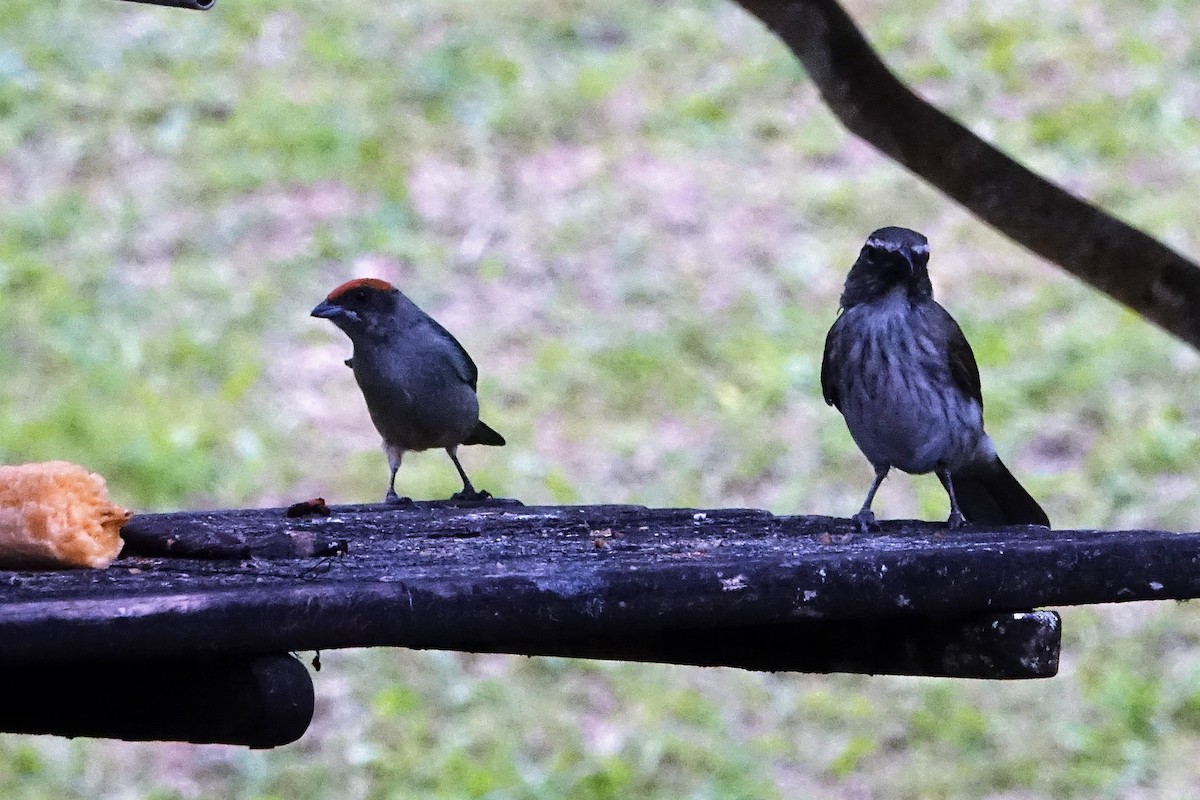 Streaked Saltator - ML130840181
