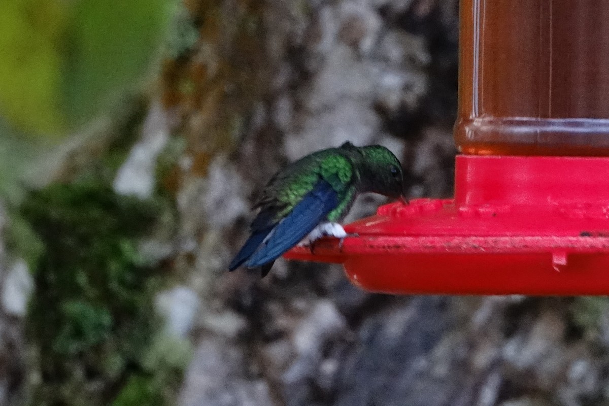 Steely-vented Hummingbird - ML130840311