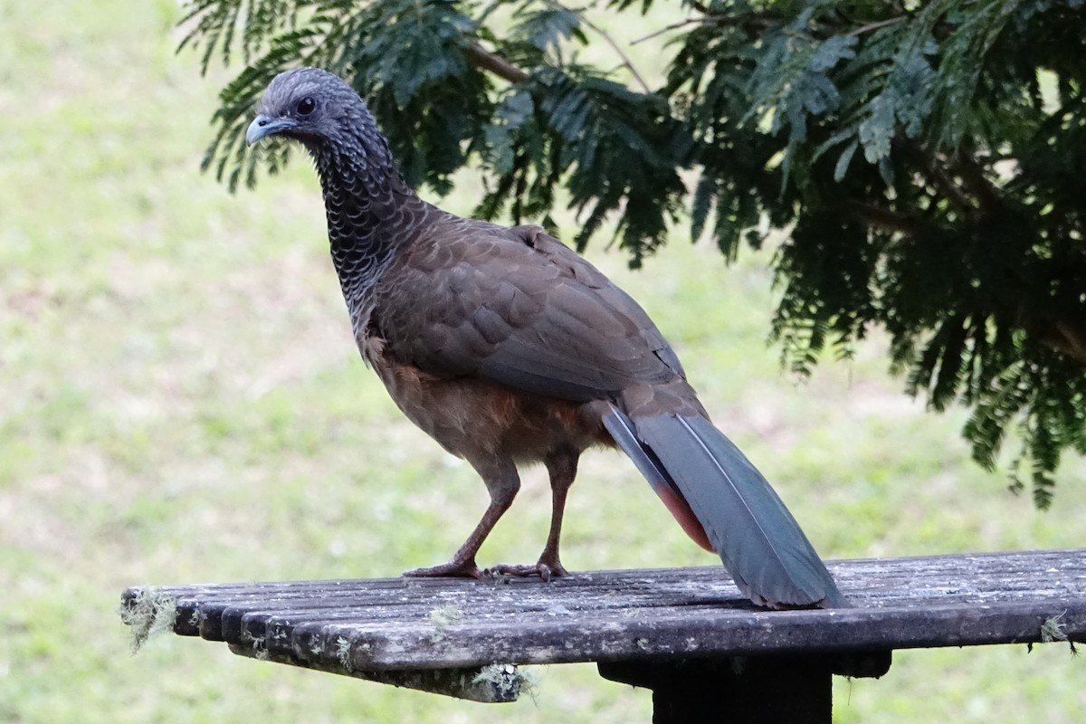 Colombian Chachalaca - ML130840411