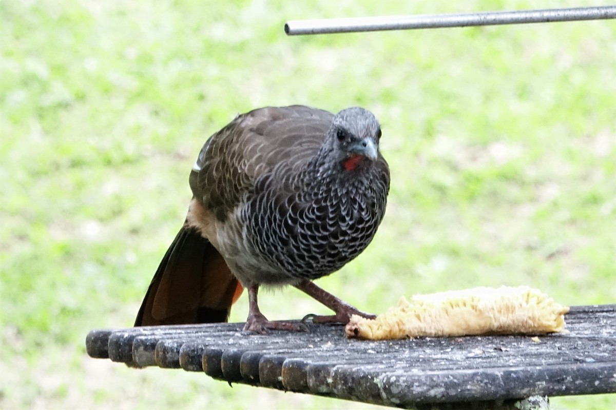 Colombian Chachalaca - ML130840541
