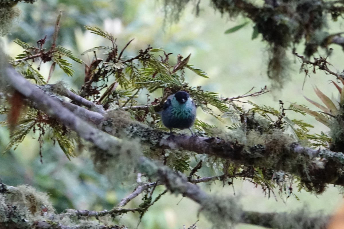 Black-capped Tanager - ML130840651