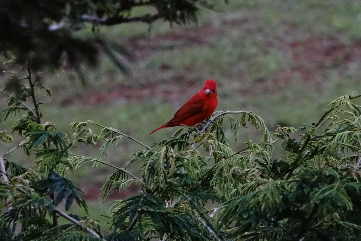 Summer Tanager - ML130840811