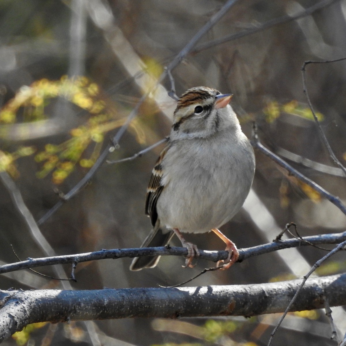 Chipping Sparrow - ML130840931